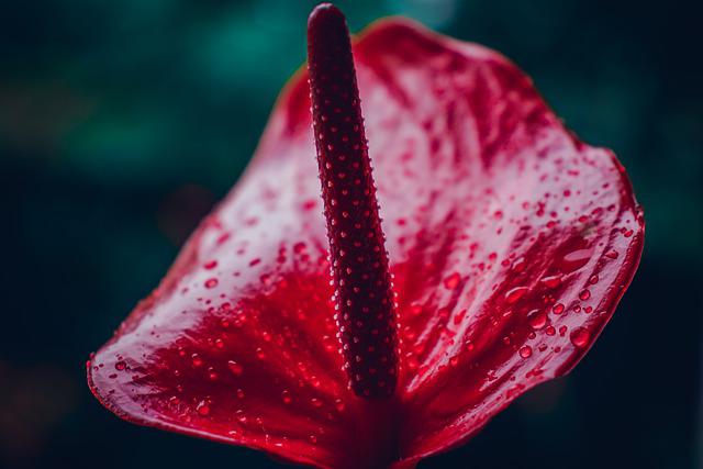 comprar flores en las Florerías en Tecate