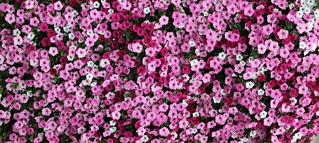 Florerías en Iztapalapa