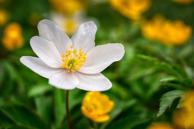 comprar flores en las Florerías en Iztapalapa