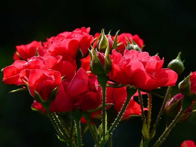 mejores ramos de flores de Florerías en Nuevo Laredo
