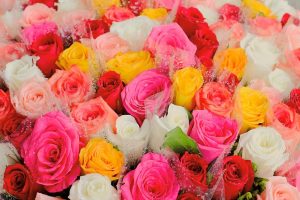 Qué son las plantas con flores