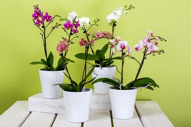florerias en guayaquil urdesa