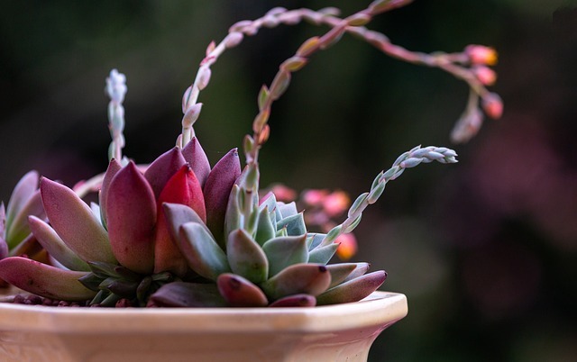 florerias en tijuana cucapah
