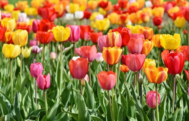 colores de tulipanes