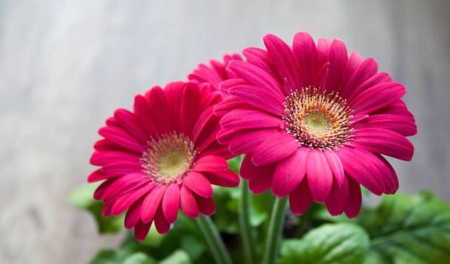 gerberas