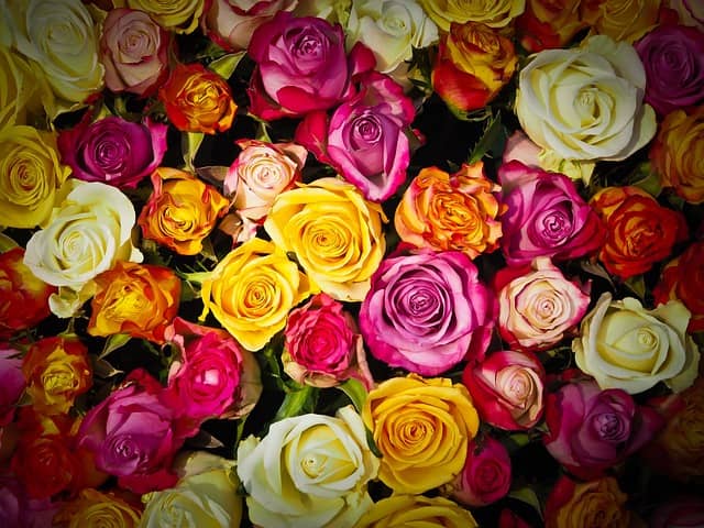 rosas de distintos colores