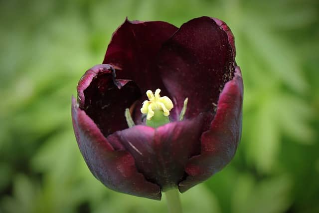 tulipan negro