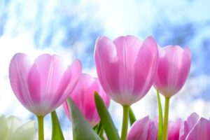 Tulipanes