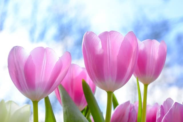 tulipanes